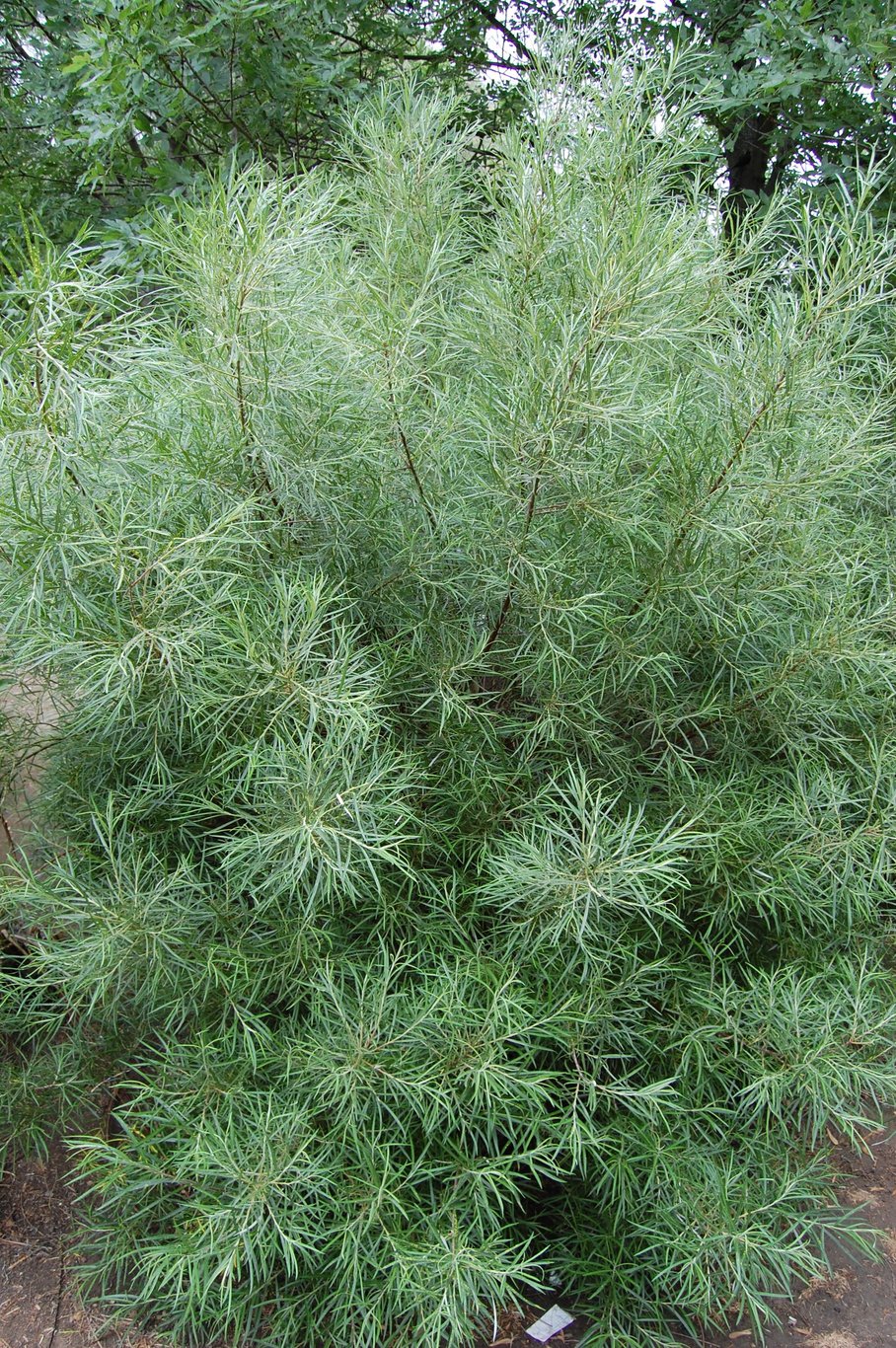 Salix elaeagnos 'Angustifolia' - 60-100 CM bare root 0/1 3/+ branche